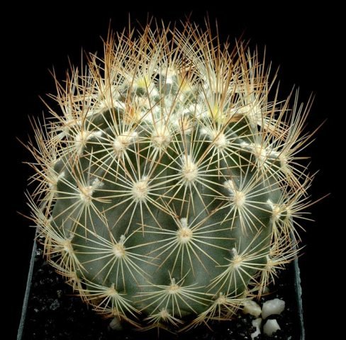 Echinomastus_durangensis_1